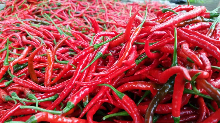 Cara Budidaya Cabe Merah Hasil Melimpah: Tips dan Trik Agar Sukses Panen Cabai Merah