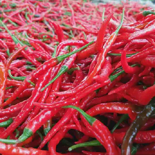 Cara Budidaya Cabe Merah Hasil Melimpah: Tips dan Trik Agar Sukses Panen Cabai Merah