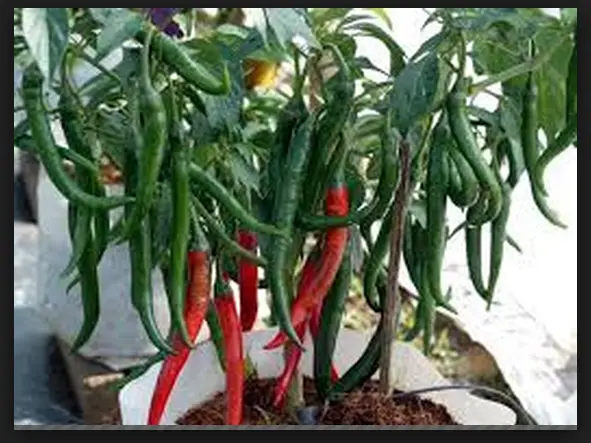 Cara Budidaya Cabe Merah Secara Alami: Petunjuk Lengkap untuk Menghasilkan Hasil Panen yang Lezat