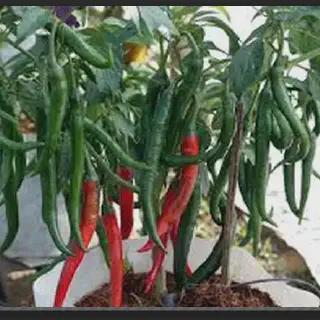 Cara Budidaya Cabe Merah Secara Alami: Petunjuk Lengkap untuk Menghasilkan Hasil Panen yang Lezat