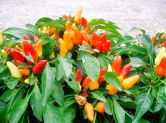 Cara Budidaya Cabe Musim Hujan: Tips dan Trik Tepat untuk Panen Berkualitas