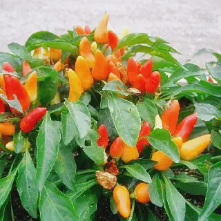 Cara Budidaya Cabe Musim Hujan: Tips dan Trik Tepat untuk Panen Berkualitas