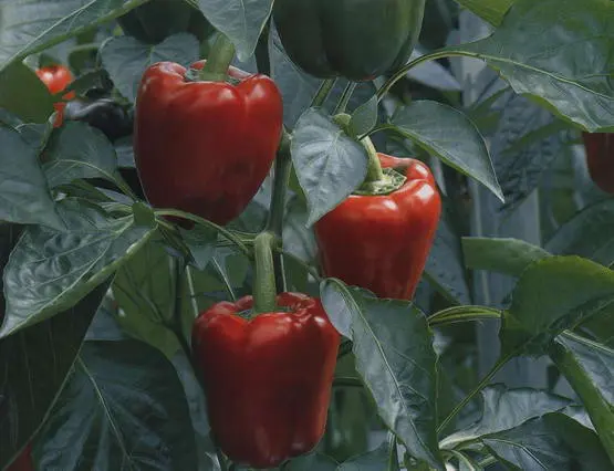 Cara Bercocok Tanam Cabe Paprika yang Sukses di Rumah Sendiri