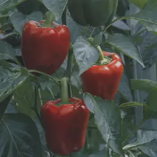 Cara Bercocok Tanam Cabe Paprika yang Sukses di Rumah Sendiri