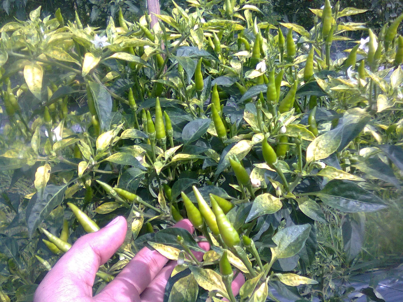 Cara Membudidayakan Cabe Rawit Agar Berbuah Lebat: Petunjuk Lengkap