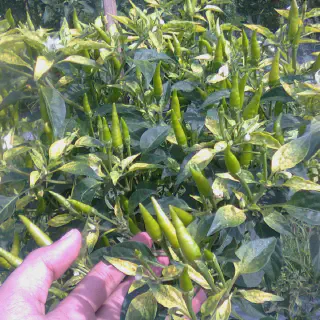 Cara Membudidayakan Cabe Rawit Agar Berbuah Lebat: Petunjuk Lengkap