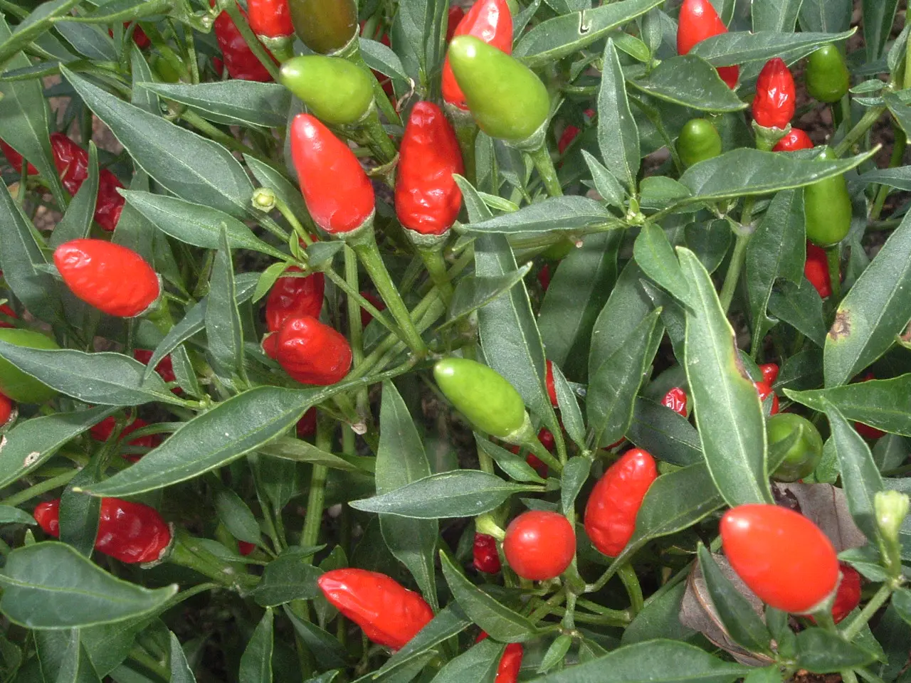 Rahasia Sukses Budidaya Cabe Rawit di Musim Kemarau