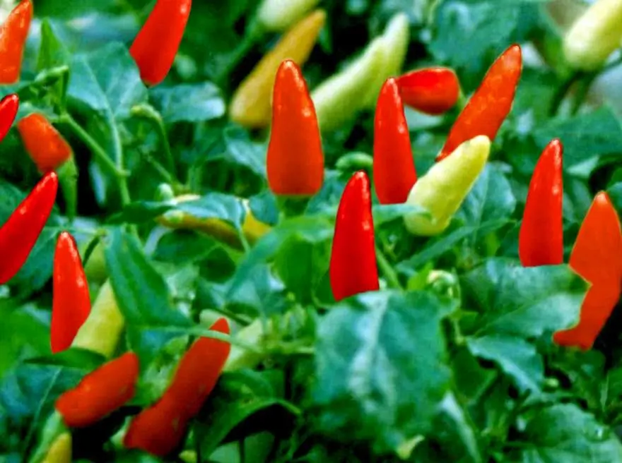 Cara Budidaya Cabe Rawit Genie: Panduan Lengkap dengan 10 Gambar