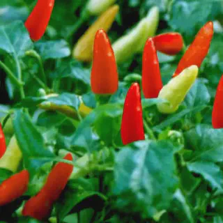 Cara Budidaya Cabe Rawit Genie: Panduan Lengkap dengan 10 Gambar