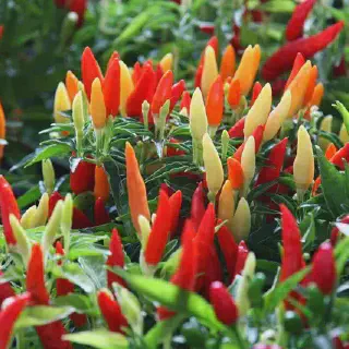 Cara Budidaya Cabe Rawit NASA: Tips dan Trik Membuat Hasil Panen Menjanjikan