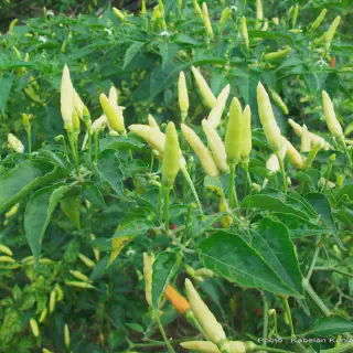 Panduan Mudah Budidaya Cabe Rawit PDF: Tips dan Trik dalam Menanam Paprika Pedas di Rumah Sendiri