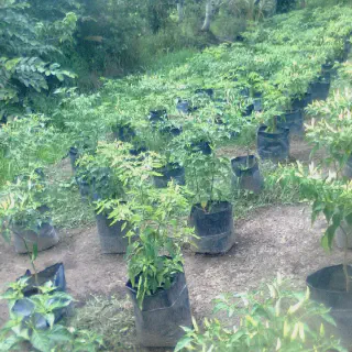 Cara Budidaya Cabe Rawit Putih yang Mudah dan Sukses