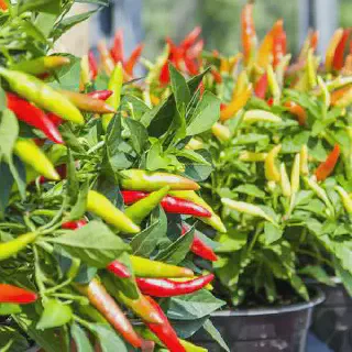 Rahasia Sukses Budidaya Cabe Rawit yang Benar untuk Pemula