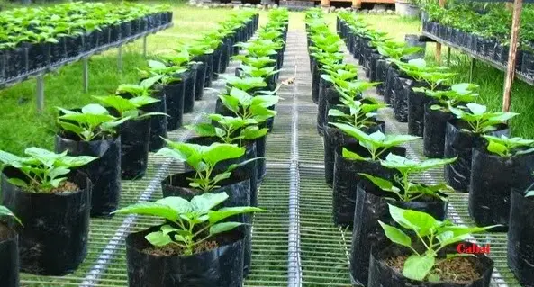 Cara Mudah dan Efektif Budidaya Cabai di Rumah Kaca