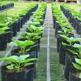 Cara Mudah dan Efektif Budidaya Cabai di Rumah Kaca