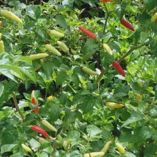 Budidaya Cabe Tanjung: Panduan Lengkap dan Mudah untuk Pemula