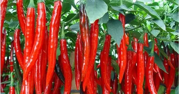 Cara Budidaya Cabe Yang Baik: Panduan Komprehensif