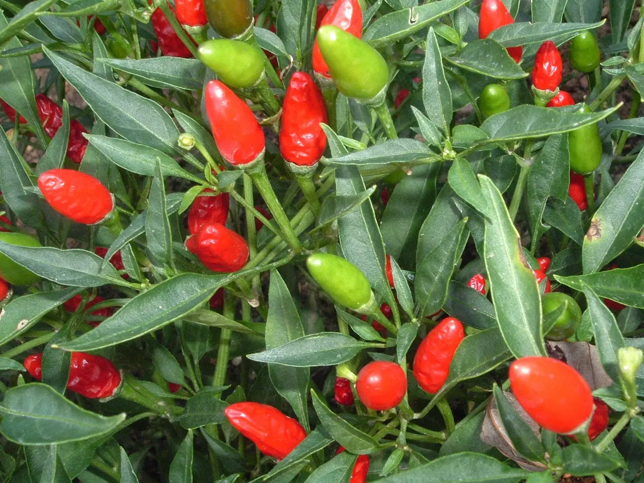 Cara Menanam dan Budidaya Cabe Rawit dari Awal Hingga Panen