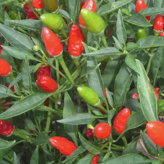 Cara Menanam dan Budidaya Cabe Rawit dari Awal Hingga Panen