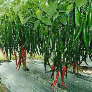 Contoh Proposal Budidaya Cabe Merah: Sukses Berkebun dengan Modal Kecil