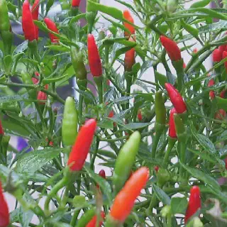 Mengenal Budidaya Cabe Lebih Dekat: Panduan Utama Gambar Budidaya Cabe