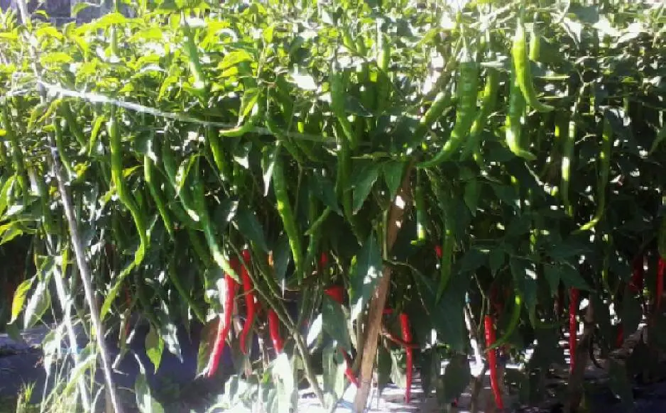 Lahan Budidaya Cabe: Cara Menanam Cabe Secara Mudah dan Efektif