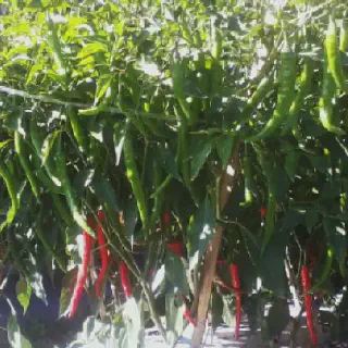 Lahan Budidaya Cabe: Cara Menanam Cabe Secara Mudah dan Efektif