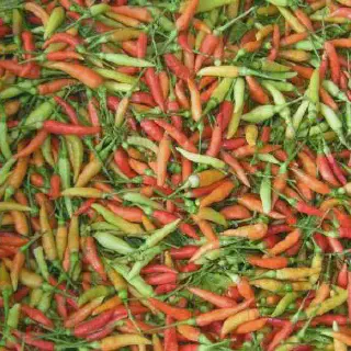 Budidaya Cabe Organik dengan Menyehatkan Tanah - Tips dan Trik Terbaru