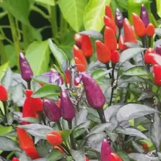 Panduan Budidaya Cabe Rawit: Cara Mudah Menanam dan Merawat Cabe Rawit di Halaman Belakang Kamu