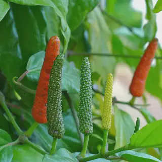 7 Peluang Budidaya Cabe Jawa dengan Potensi Hasil Menggiurkan