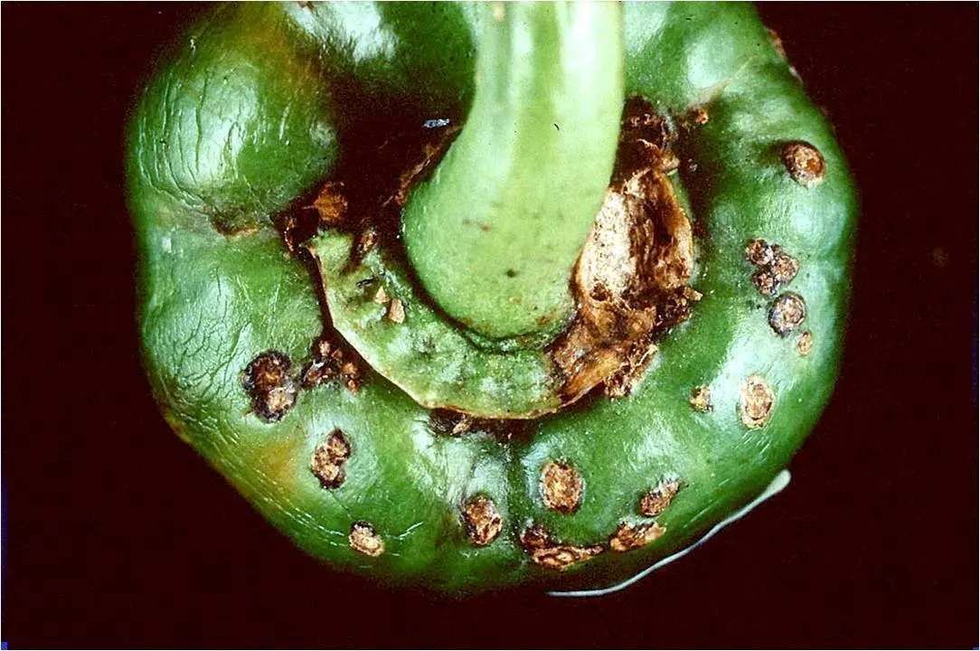 Pencegahan Serangan Bakteri dan Jamur pada Budidaya Cabe