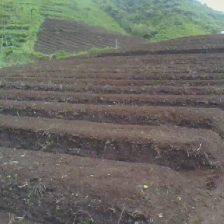 Cara Pengolahan Tanah untuk Budidaya Cabe Organik yang Sukses