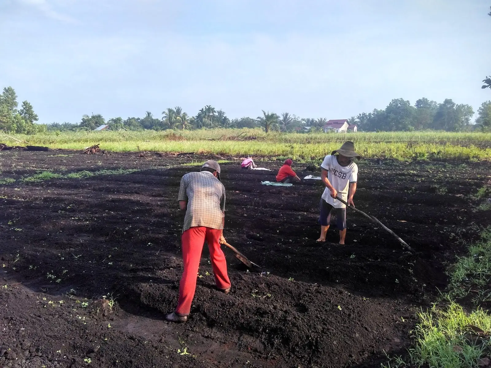 Pengolahan Tanah yang Tepat untuk Meningkatkan Hasil Budidaya Cabe