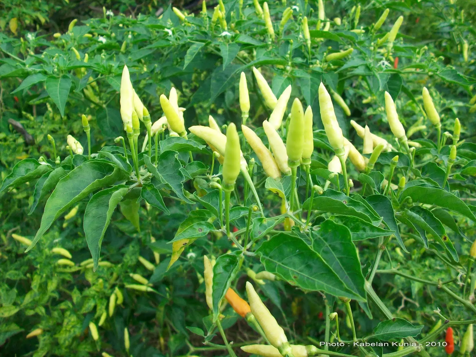 Mengenal Potensi Budidaya Cabe Rawit yang Menjanjikan