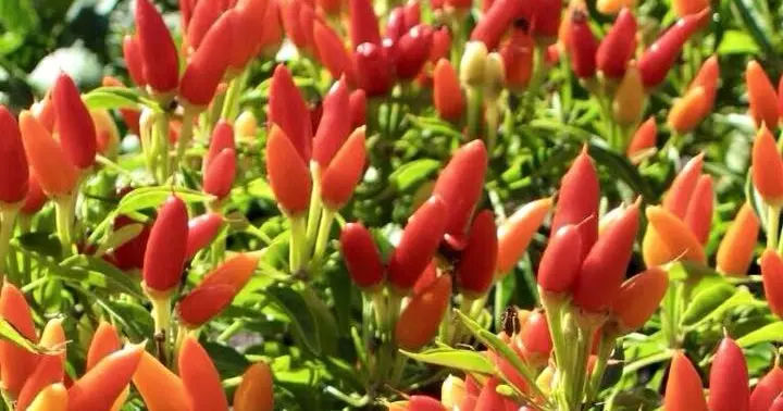 Budidaya Cabe: Potensi Besar dan Tips Sukses Menanamnya