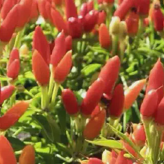 Budidaya Cabe: Potensi Besar dan Tips Sukses Menanamnya