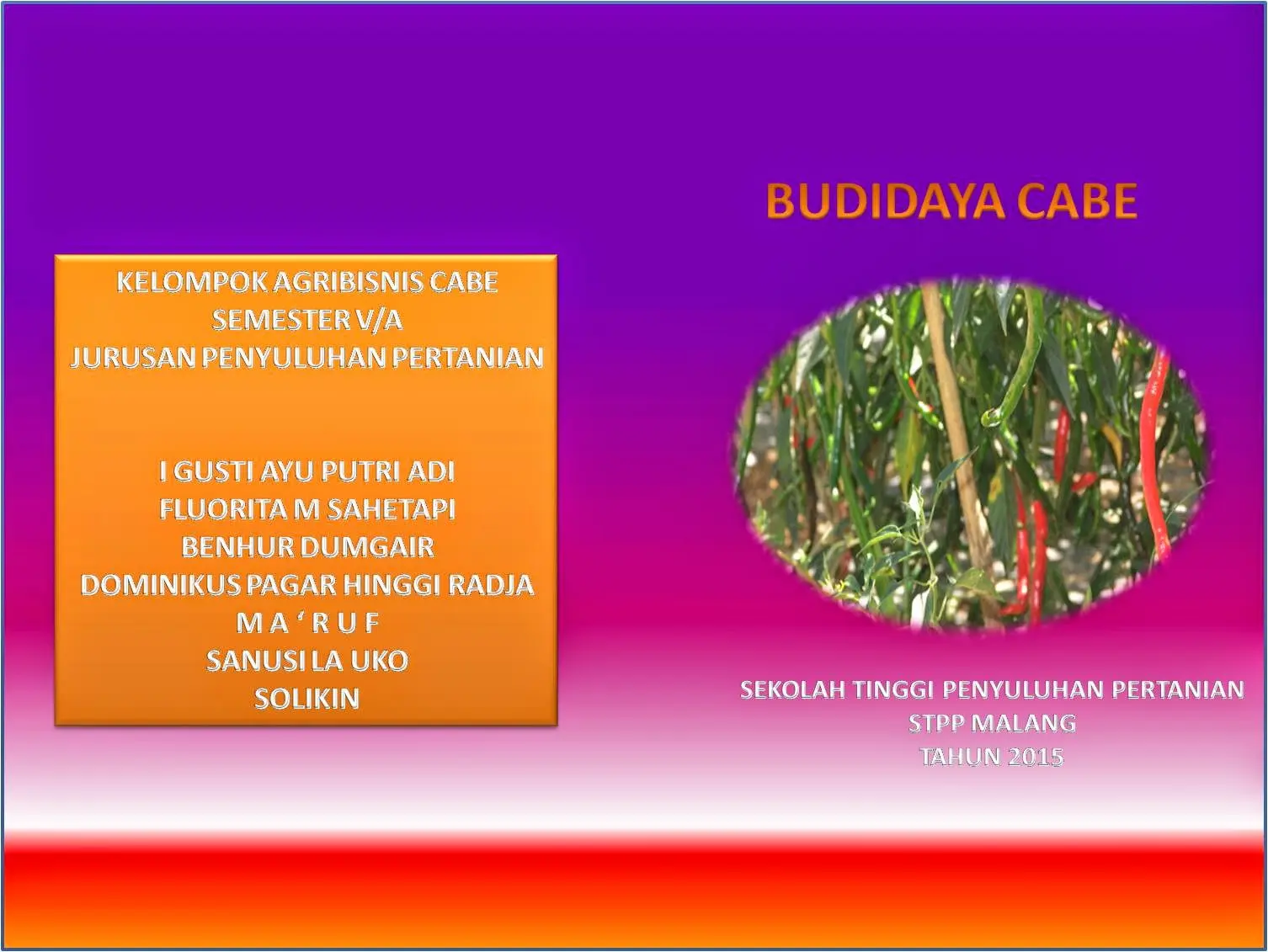 Proposal Budidaya Cabe: Cara Meningkatkan Kualitas Hasil Panen