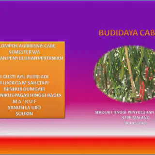 Proposal Budidaya Cabe: Cara Meningkatkan Kualitas Hasil Panen