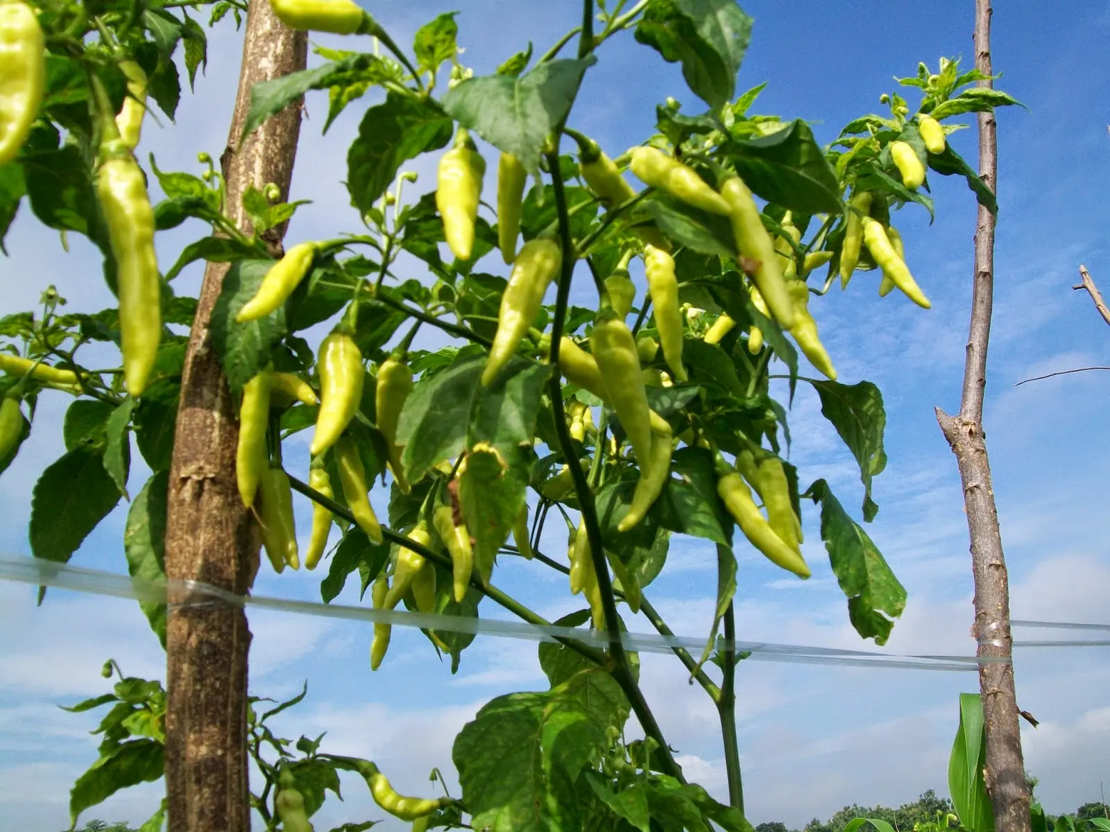 SOP Budidaya Cabe Rawit: Tips Mendapatkan Panen Melimpah!