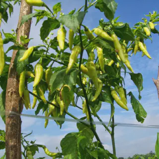 SOP Budidaya Cabe Rawit: Tips Mendapatkan Panen Melimpah!