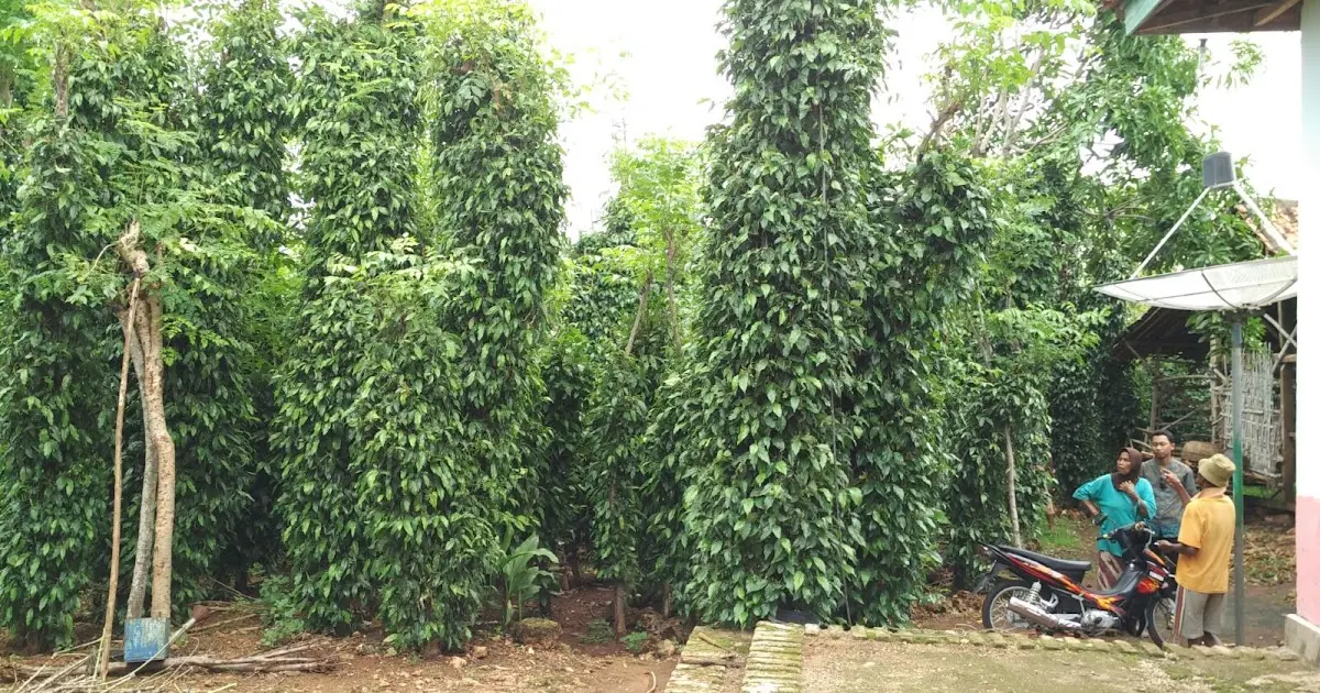 Cara Sukses Budidaya Cabe Jamu: Tips dan Trik yang Perlu Diketahui