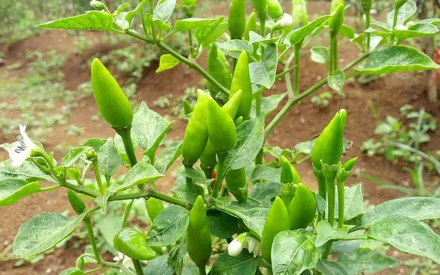 6 Langkah Sukses Budidaya Cabe Rawit untuk Pemula