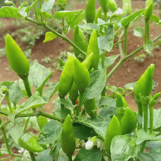 6 Langkah Sukses Budidaya Cabe Rawit untuk Pemula