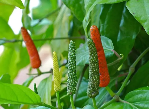 5 Teknik Budidaya Cabe Jawa yang Sukses untuk Dicoba