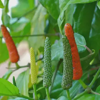 5 Teknik Budidaya Cabe Jawa yang Sukses untuk Dicoba