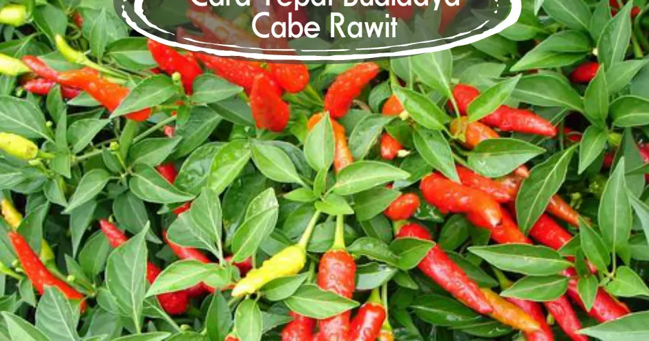 Teknik Budidaya Cabe Rawit yang Mudah dan Efektif