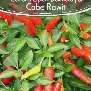 Teknik Budidaya Cabe Rawit yang Mudah dan Efektif