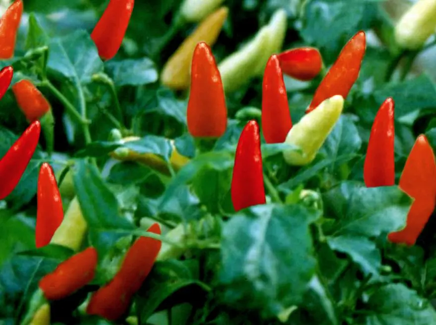 Tips Budidaya Cabe Rawit: Panduan Lengkap Bagi Pemula