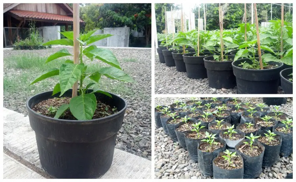 Menghasilkan Hasil Cabe Keriting yang Menggoda dengan Video Budidaya Cabe Keriting