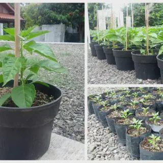 Menghasilkan Hasil Cabe Keriting yang Menggoda dengan Video Budidaya Cabe Keriting